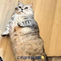 フローリングの上で仰向けになっている猫