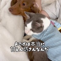 犬を抱きしめる猫