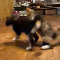 2匹で遊ぶ