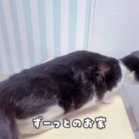 のびをする白黒猫