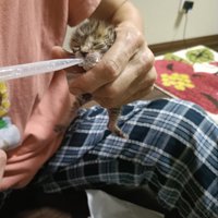 ミルクをもらう子猫