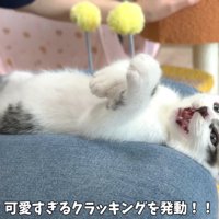 テロップ「可愛すぎるクラッキングを～」