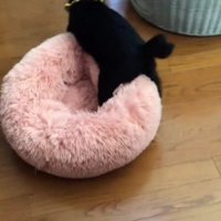 ベッドを運んでいる猫