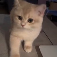 立ち上がる猫