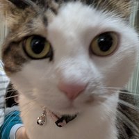 カメラに写り込んできたキジ白猫のアップ