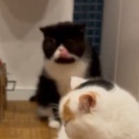 口元を舐める白黒猫
