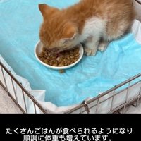 ごはんを食べる子猫