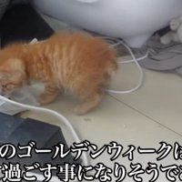 室内にいる子猫