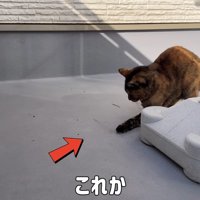 これか