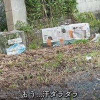 車から猫たちの様子をうかがう投稿者