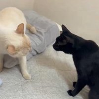 睨み合う猫