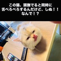 投稿主さんに頭を撫でられ舌をぺろぺろするミヌエット