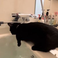 左前足が湯船の上にあるバスタブの縁に乗った黒猫