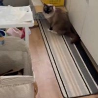 飼い主の方をふり返る、キッチンの中に忍び込んだ猫