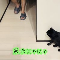 廊下の影でお父さんを待ち伏せする黒猫