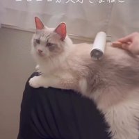 猫の背中に粘着テープを乗せる飼い主