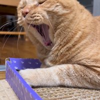 目をつむって大きなあくびをする猫