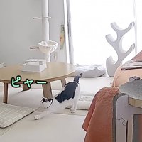 ホルンくんが鳴いている