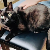 椅子の上でお父さんに撫でられる黒猫