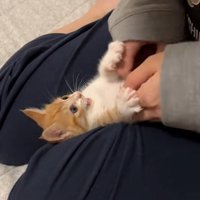 くすぐられる猫