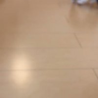 逃げる子猫