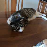 テーブルの上で