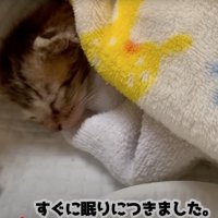 眠る子猫