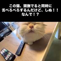投稿主さんに頭を撫でられ舌をぺろぺろするミヌエット