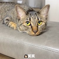 飼い主を見る猫2