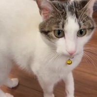 飼い主さんを見る猫