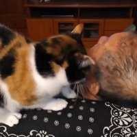 男性を舐める猫