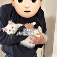 パパに抱っこされている子猫