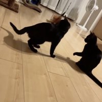 猫じゃらしを見つめる2匹の子猫