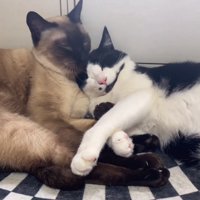 寄り添う2匹の猫たち
