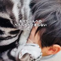 お兄ちゃんの顔を舐める子猫