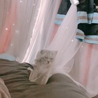 カーテン越しの子猫