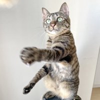 おもちゃで遊ぶキジトラ猫