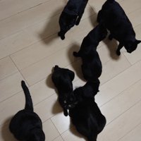 それぞれくつろいで集まっている黒猫たちの様子