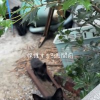 庭にいる母猫と子猫「保護する3週間前」
