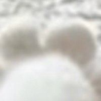 はなびらのように並んだ猫の指