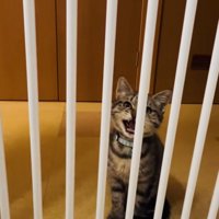 柵の前で鳴く子猫