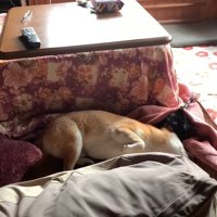 お腹を見せて寝転がる犬