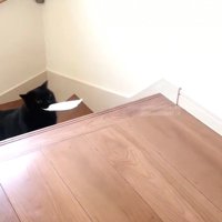 階段を上る黒猫