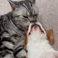 室内にいる猫と犬