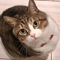 首をかしげて上を見上げる猫