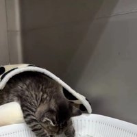 トイレで寝る子猫
