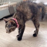 ハリネズミのように逆毛を立てる猫