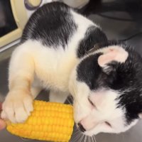 とうもろこしに右前足を置いて食べている猫