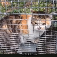 鳴く猫