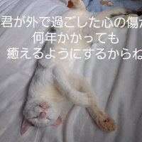 仰向けで寝る猫